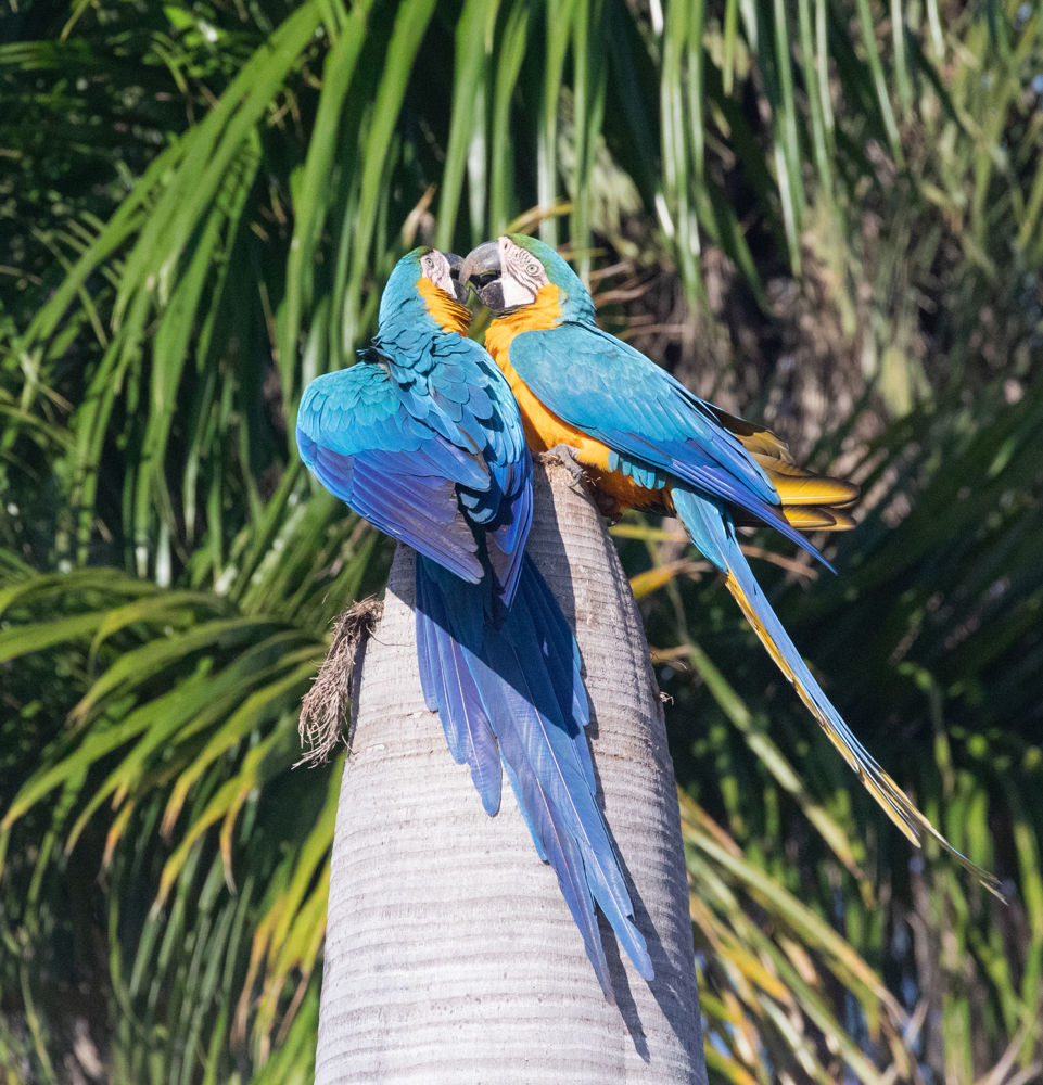 Blue-and-Yellow Macaw
